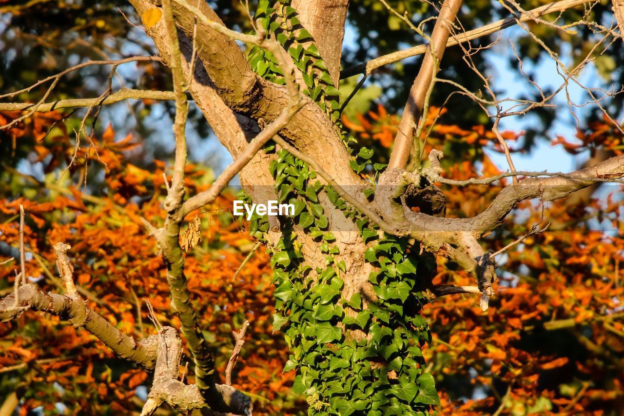 LOW ANGLE VIEW OF MAPLE LEAVES ON BRANCH