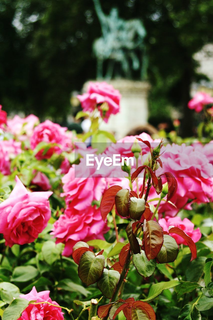 CLOSE-UP OF PINK FLOWERS BLOOMING IN PARK