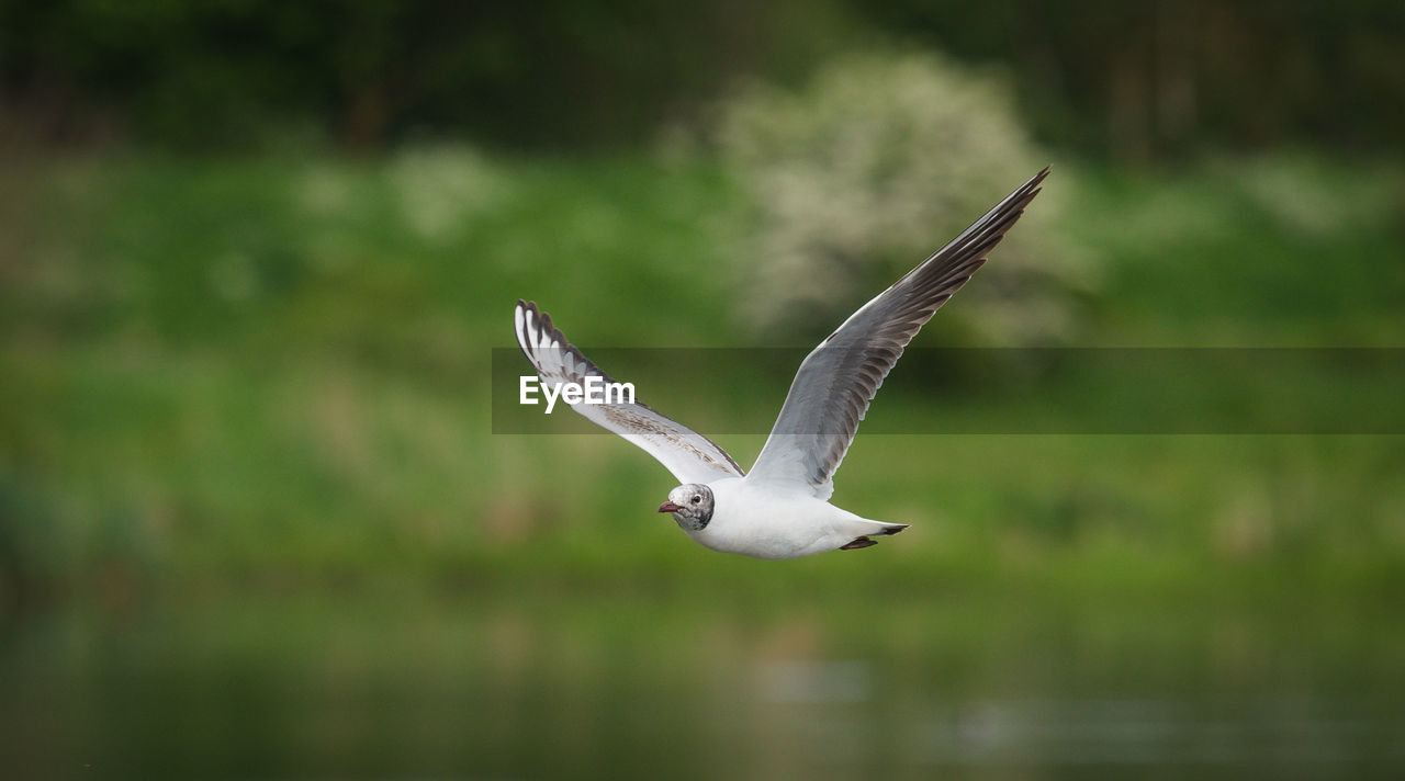 Close-up of bird flying