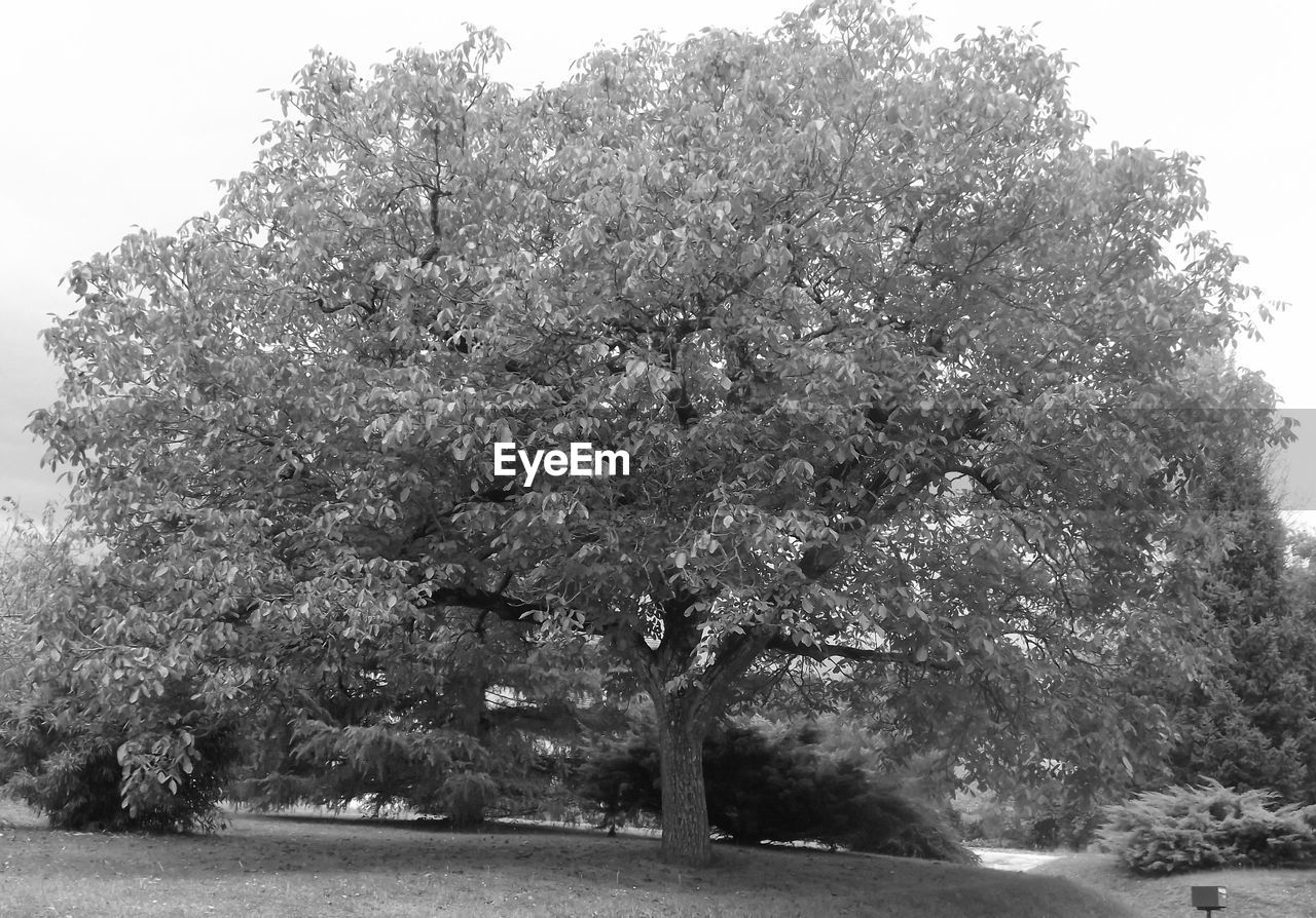 VIEW OF TREES