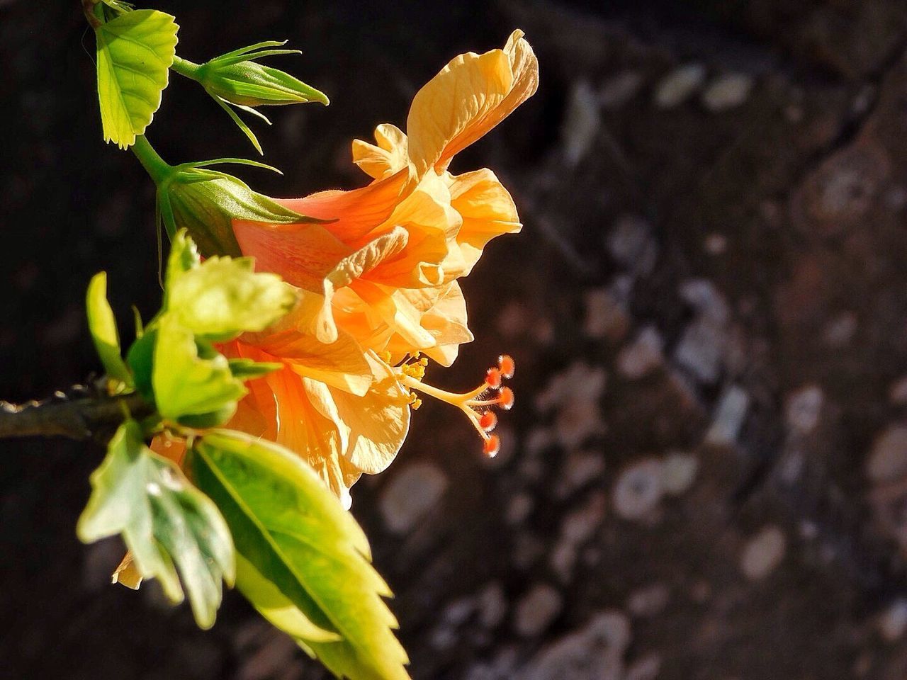 CLOSE-UP OF ANT ON ORANGE PLANT