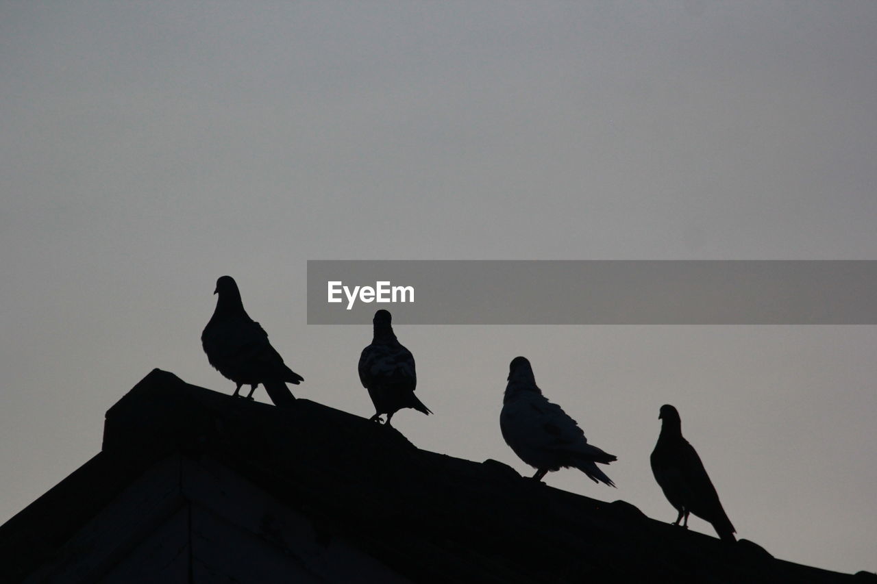 Low angle view of silhouette birds perching on the sky