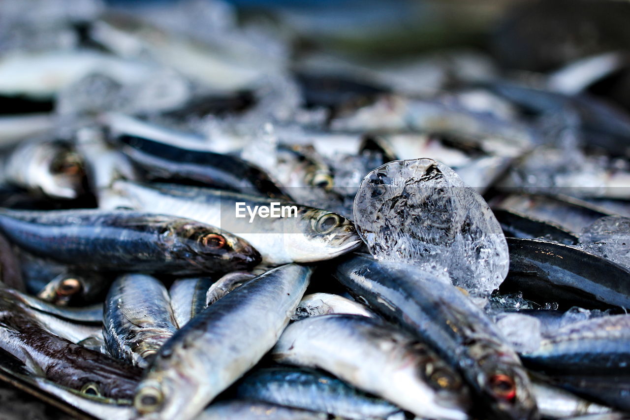 CLOSE-UP OF FISHES FOR SALE