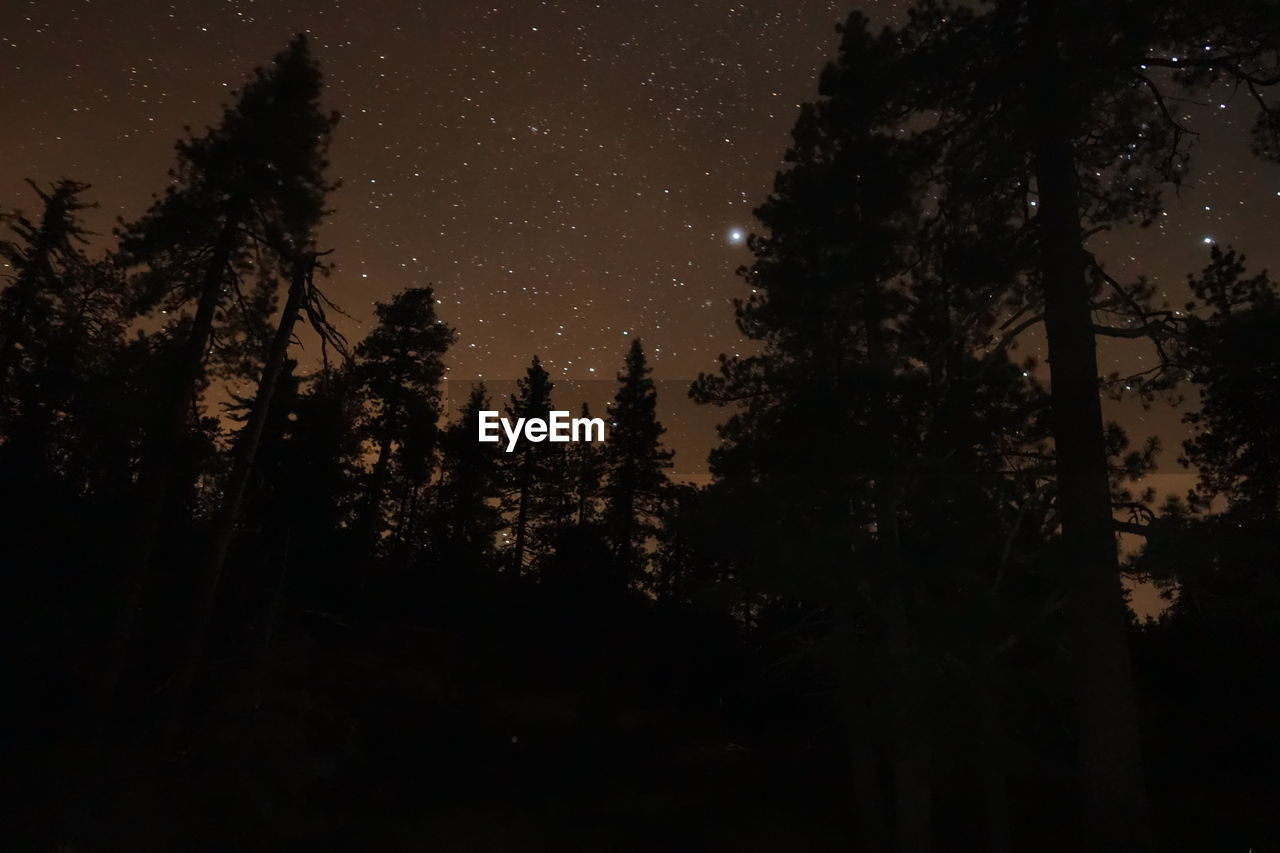 Low angle view of trees against sky at night