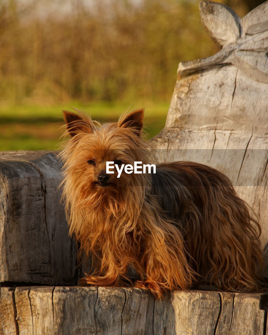 Portrait of a dog on wood