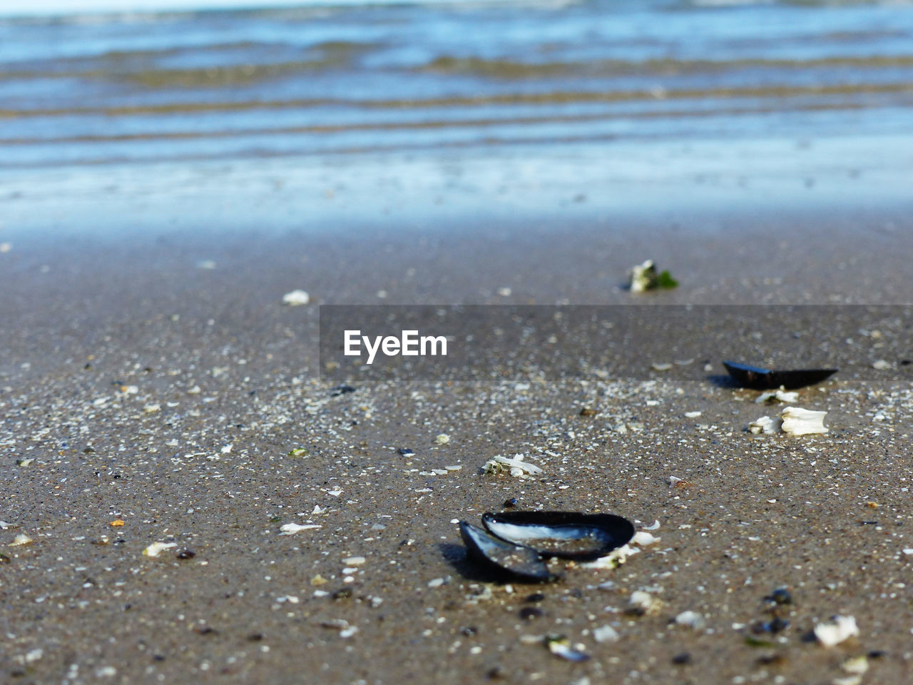 Close-up of crab on beach