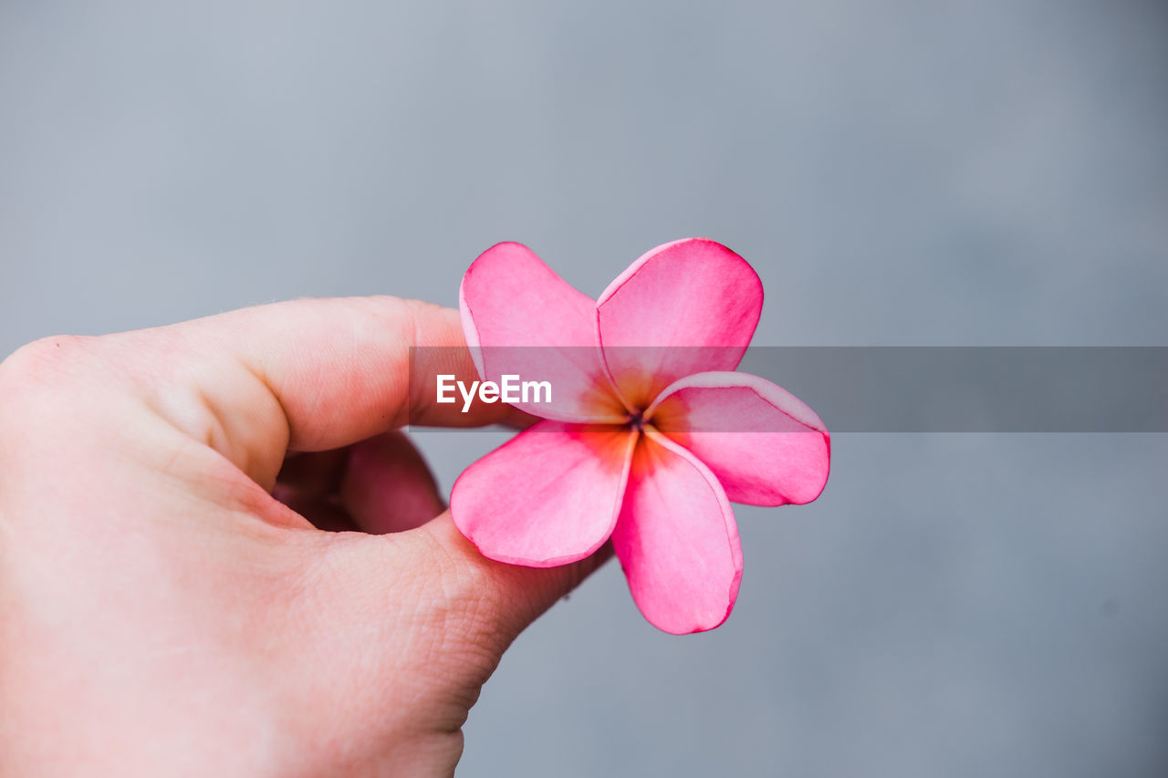 CLOSE-UP OF WOMAN HOLDING PINK FLOWER