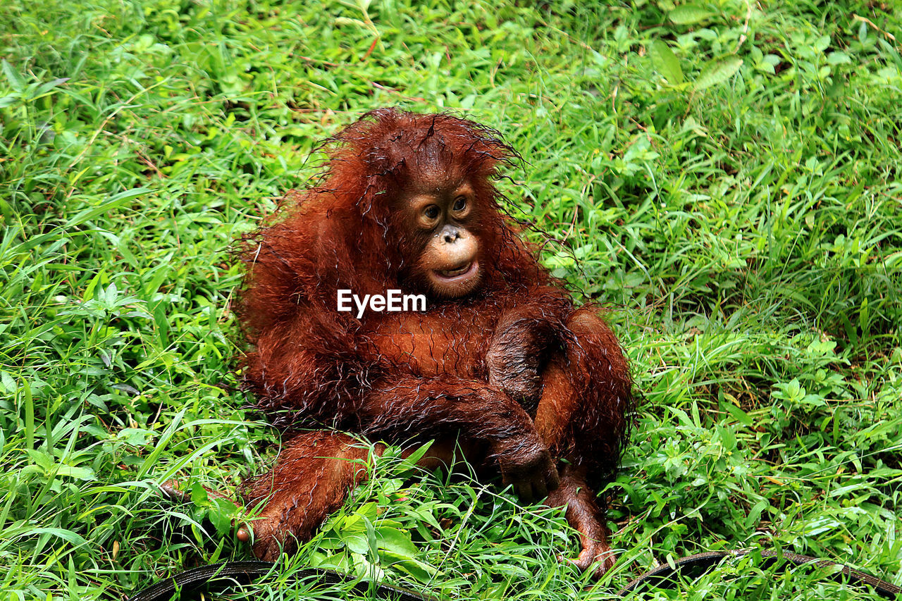 Baby sumatran orangutan, jus fate is sad 