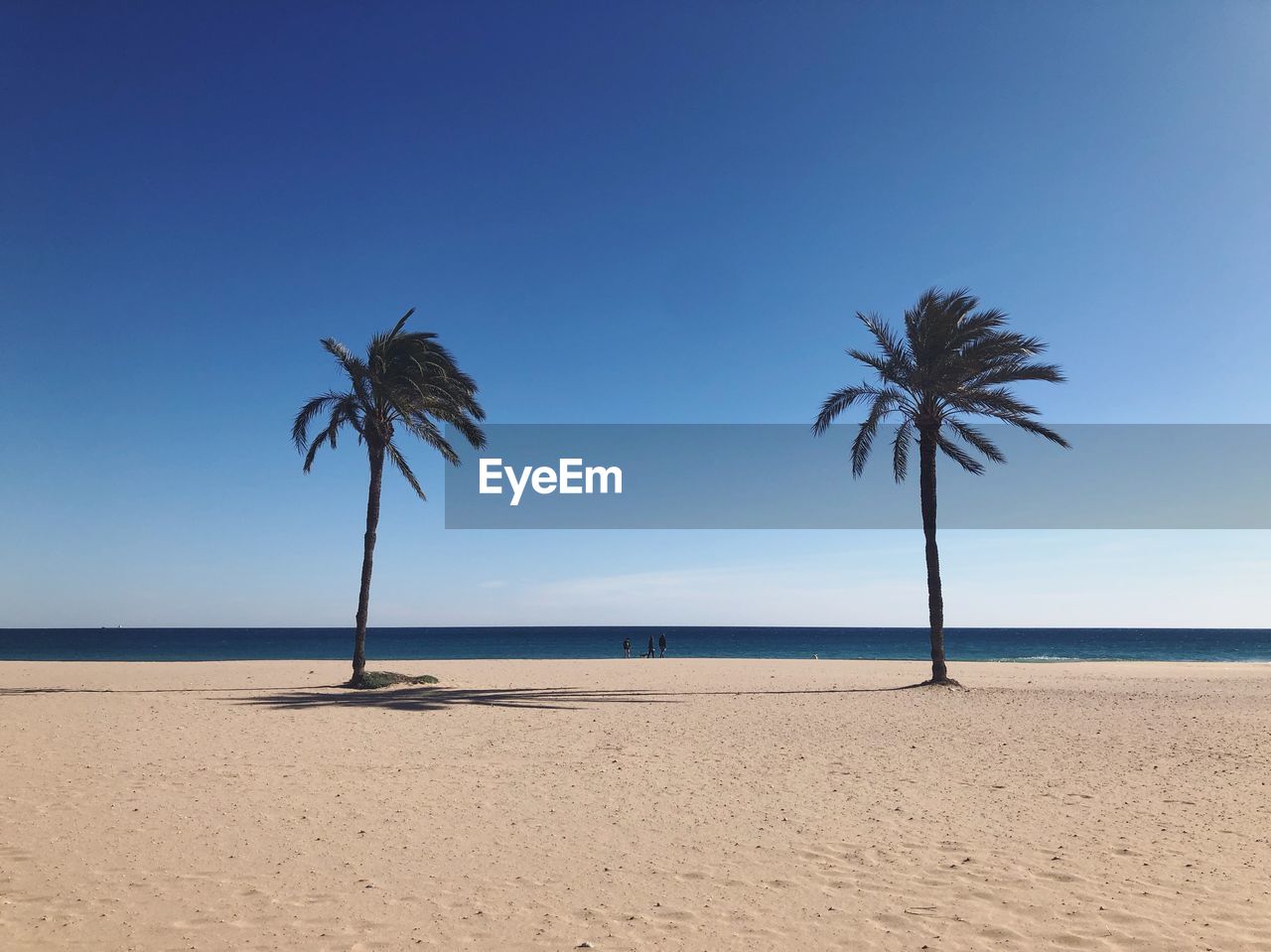 PALM TREES ON BEACH AGAINST SKY