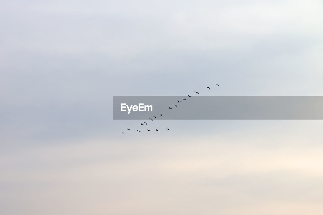 Low angle view of birds flying in sky