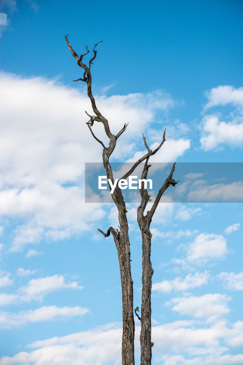 LOW ANGLE VIEW OF BARE TREES AGAINST BLUE SKY