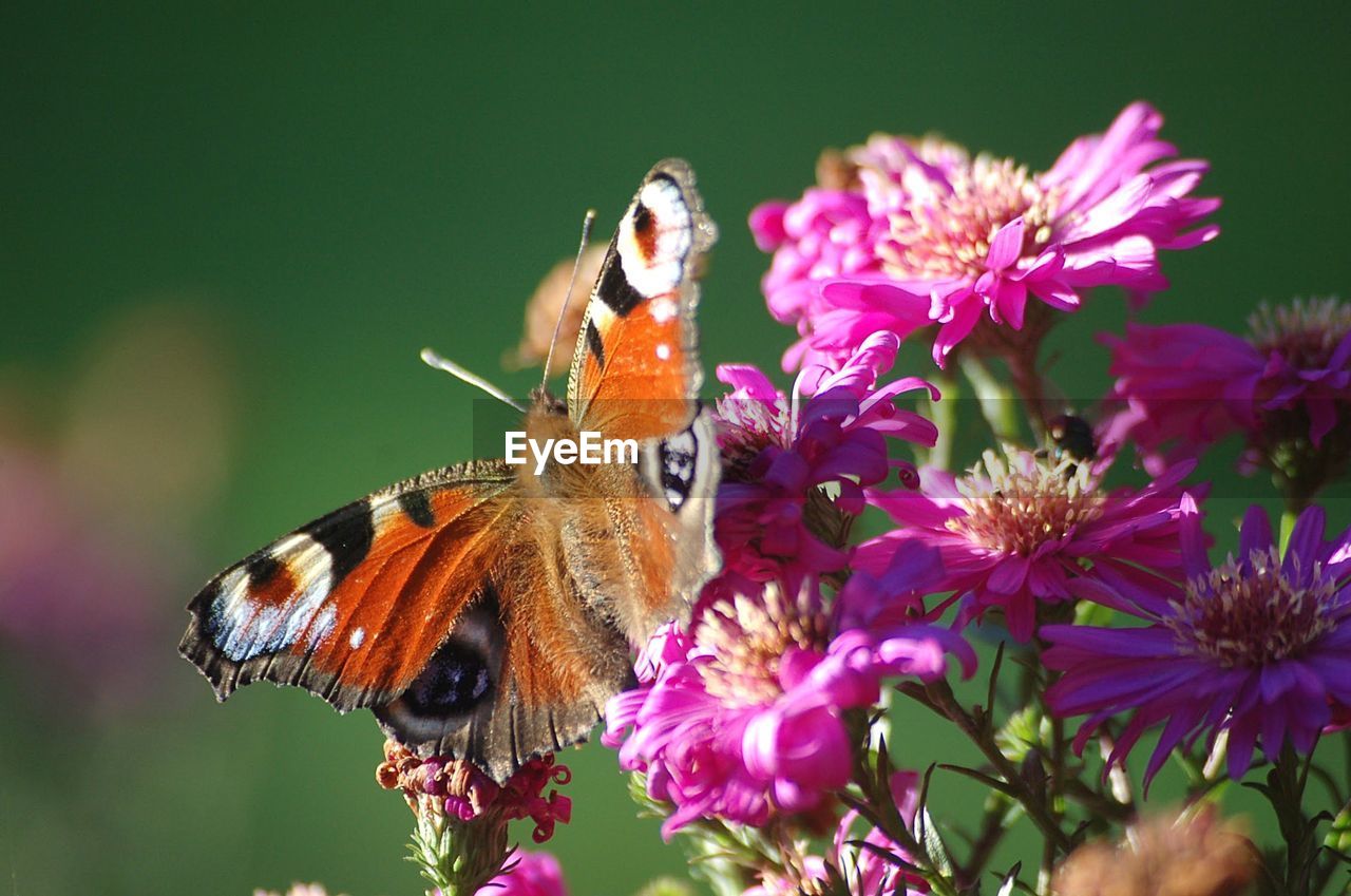 Close-up of butterfly pollinating on pink flower