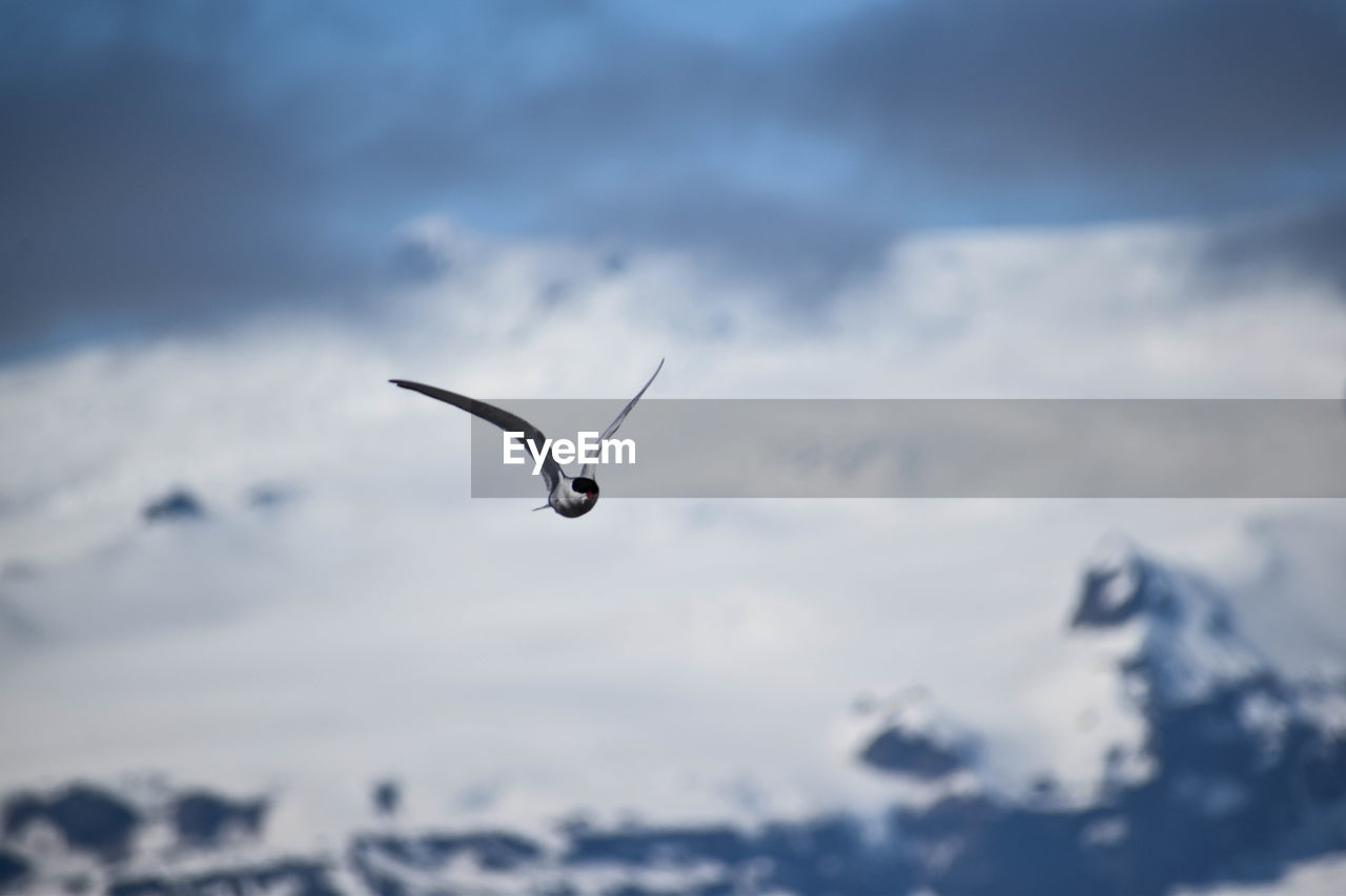 CLOSE-UP OF A BIRD FLYING