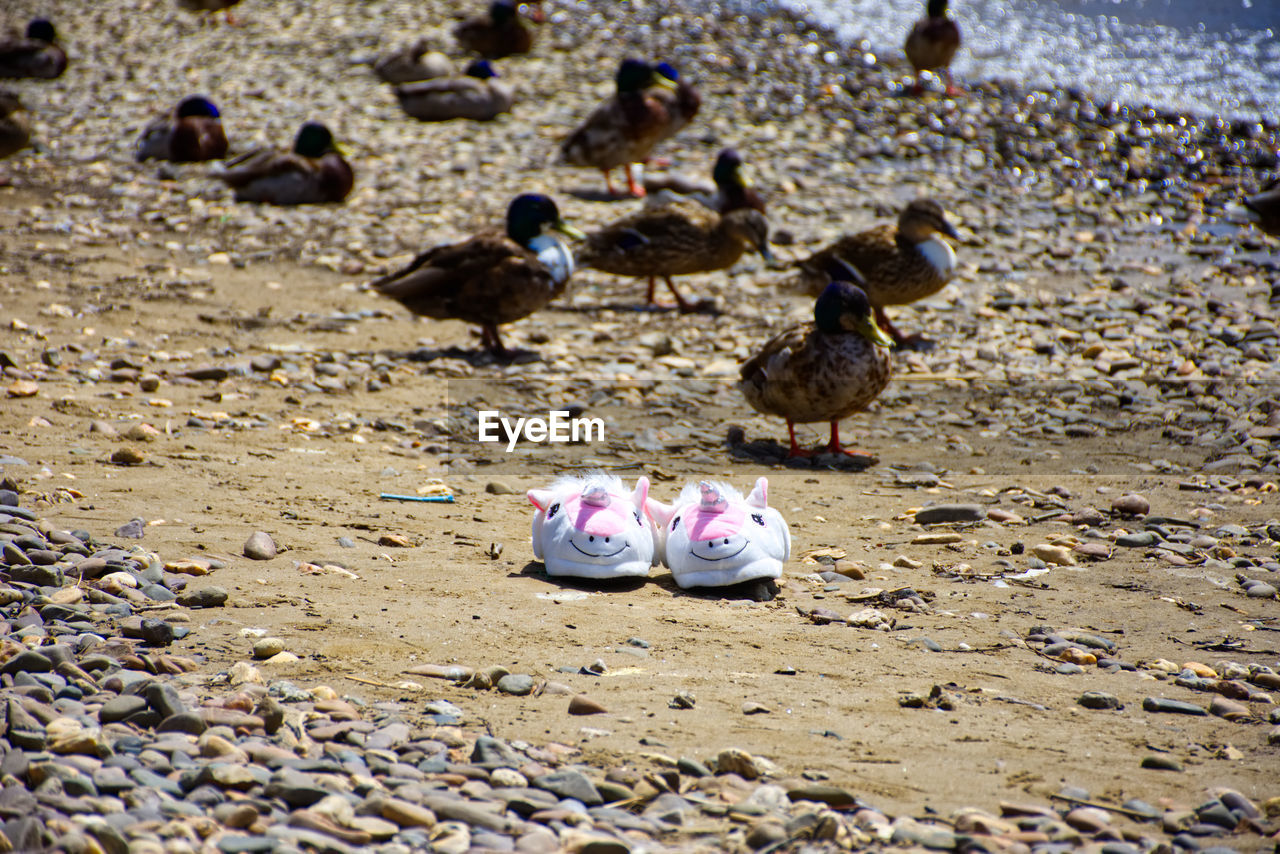 FLOCK OF PIGEONS ON SAND