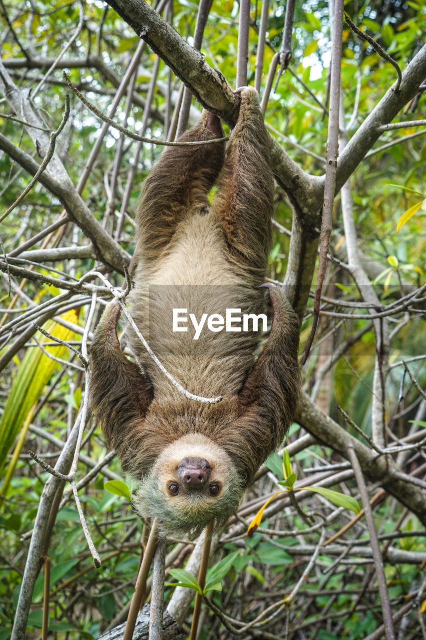 Close-up portrait of sloth hanging upside down on branch in forest