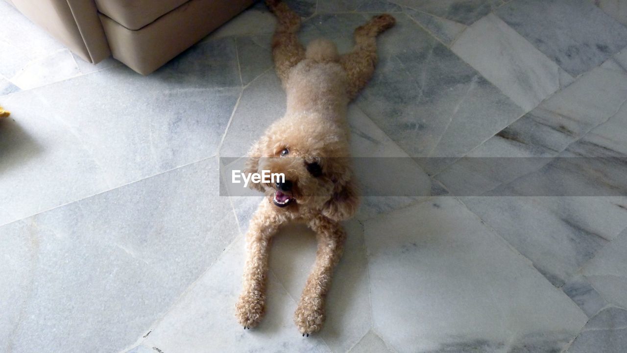 High angle view of dog lying on floor