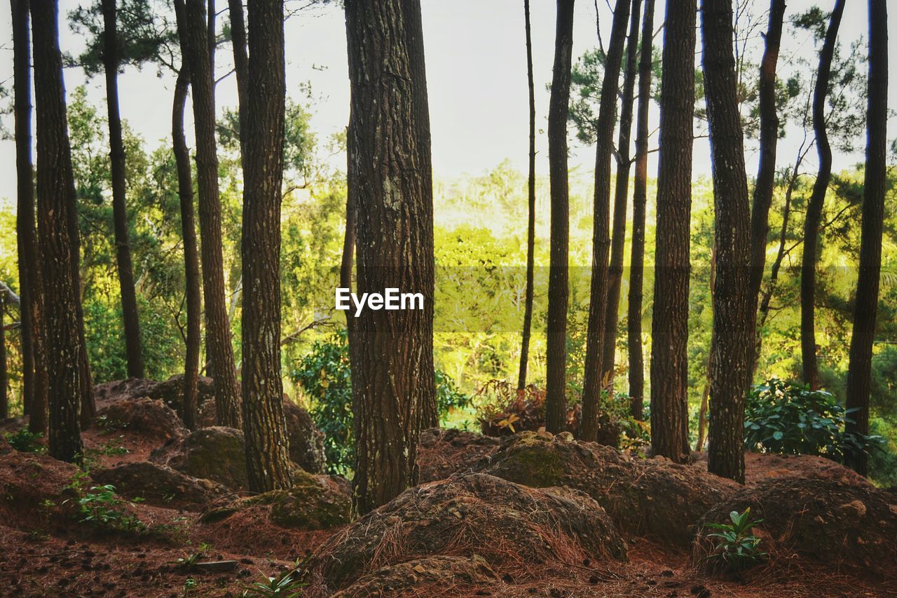 Trees growing in forest