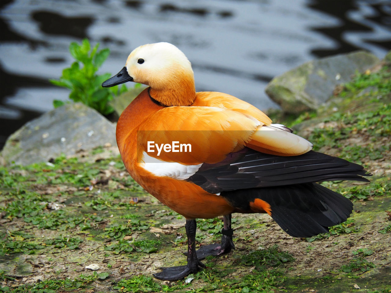 CLOSE-UP OF A BIRD PERCHING ON A LAND