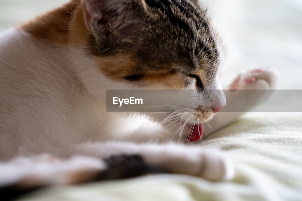 Close-up of cat sleeping on bed