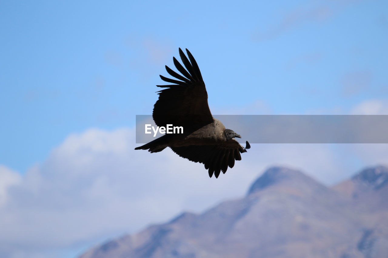 Low angle view of  condor flying in sky