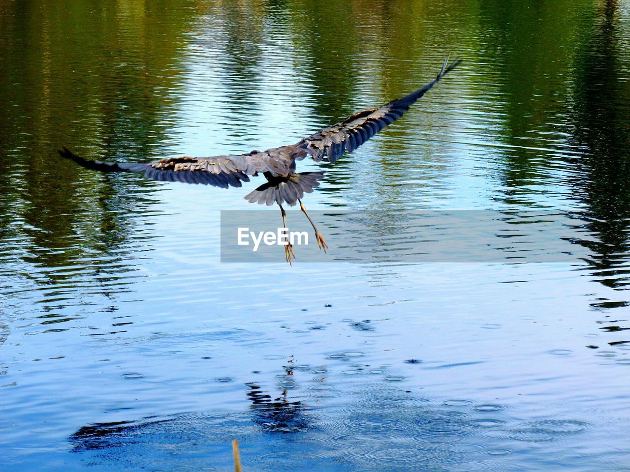 Rear view of bird flying over lake