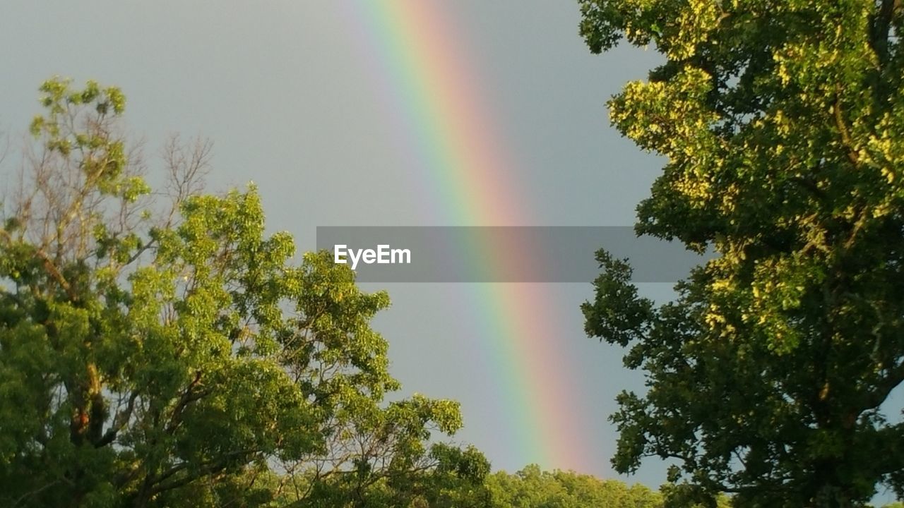 TREES WITH RAINBOW IN BACKGROUND