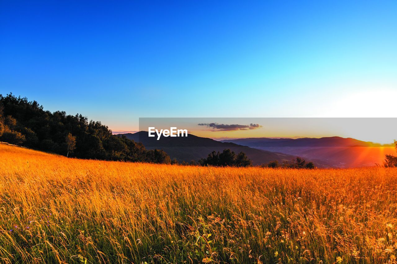 landscape, sky, environment, plant, land, field, beauty in nature, nature, scenics - nature, horizon, morning, sunlight, rural scene, blue, tranquility, agriculture, tree, grassland, sun, tranquil scene, sunrise, no people, grass, summer, mountain, clear sky, plain, flower, idyllic, crop, cloud, dawn, twilight, meadow, sunny, prairie, non-urban scene, flowering plant, freshness, sunbeam, vibrant color, multi colored, outdoors, natural environment, growth, yellow, wildflower, horizon over land, light - natural phenomenon, urban skyline, red, lens flare, gold, back lit, forest, copy space, rural area, springtime, orange color, cereal plant, backgrounds, food and drink, food, day, farm, steppe, autumn, travel, glowing, mountain range, travel destinations