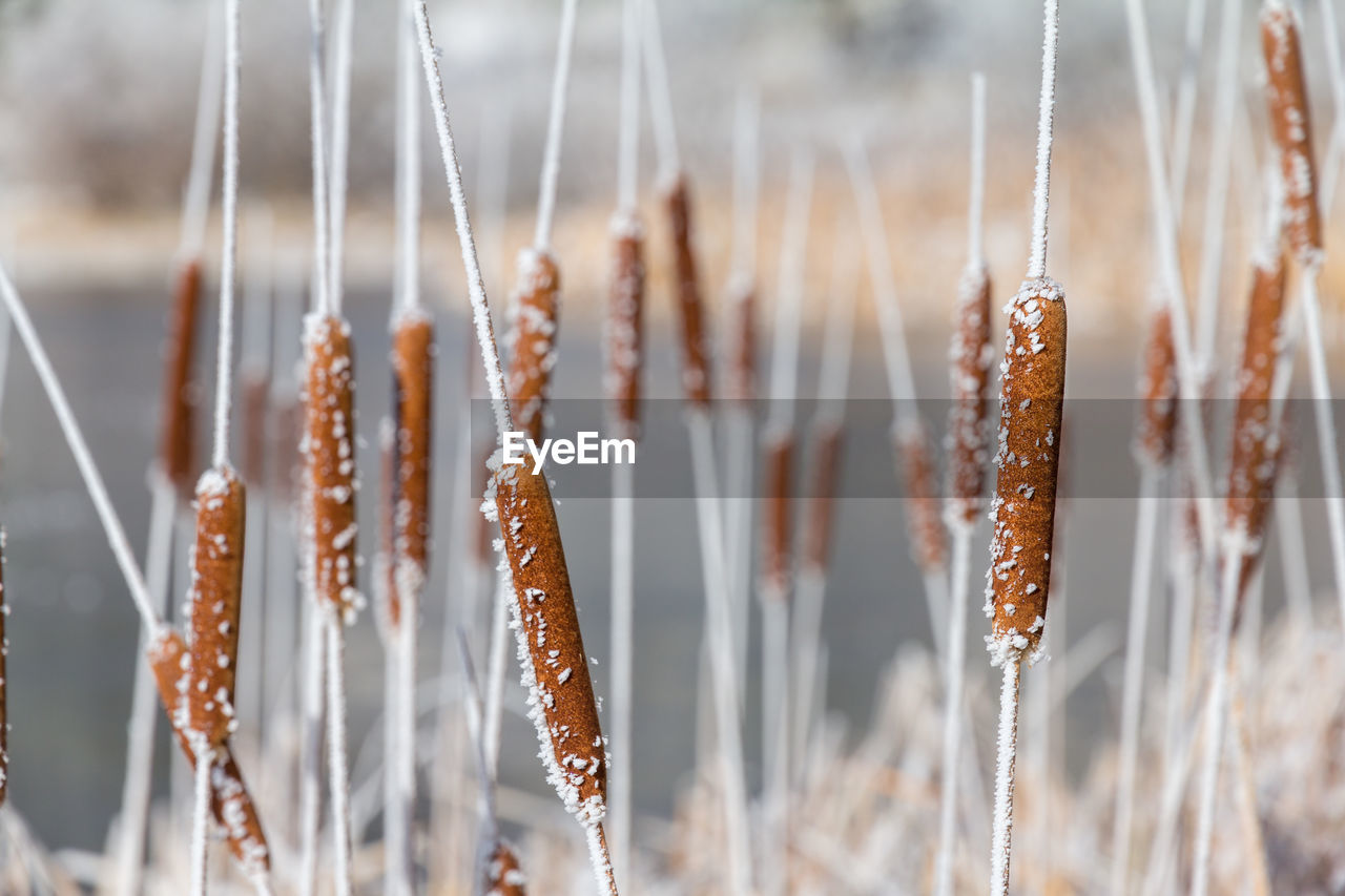 Close-up of frozen cattail at beach