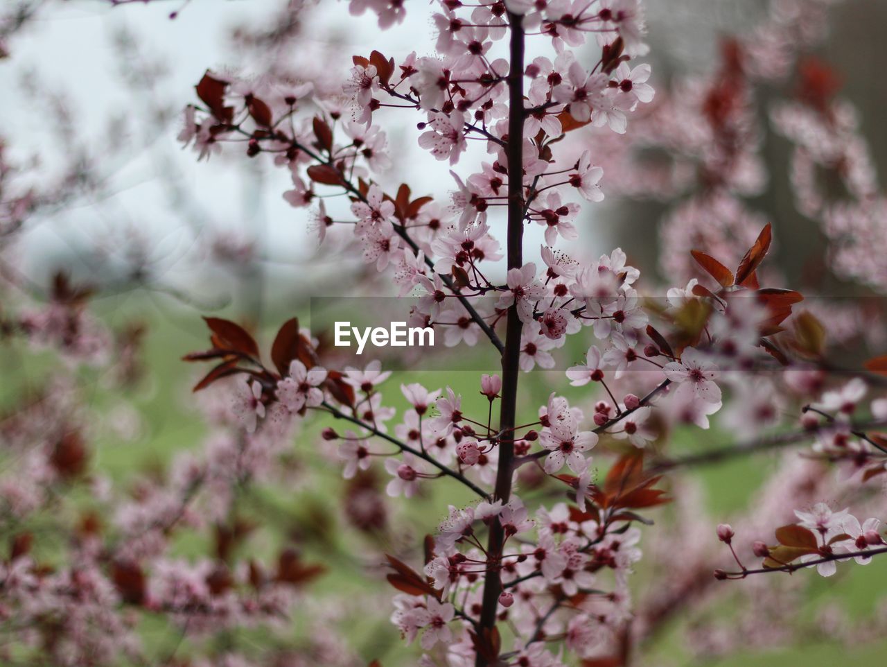 CLOSE-UP OF CHERRY BLOSSOM