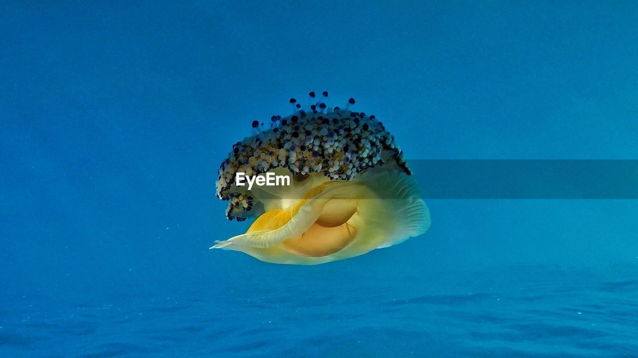 CLOSE-UP OF JELLYFISH UNDERWATER