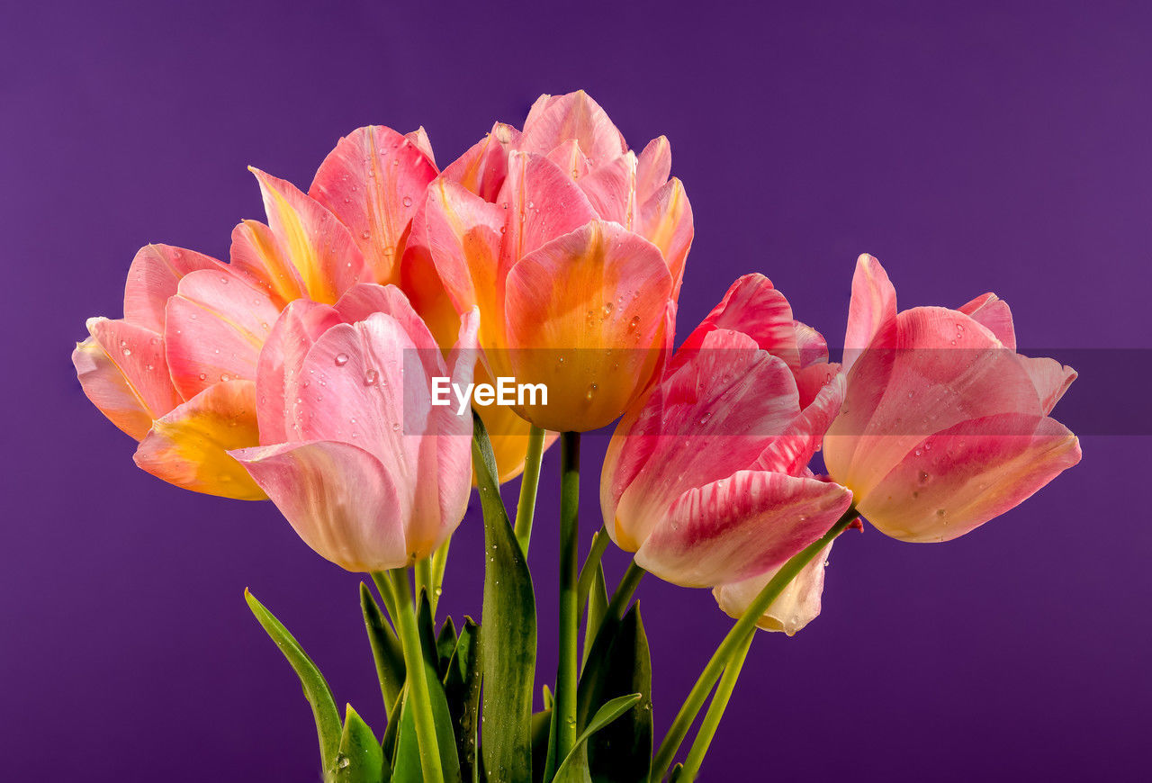 flower, flowering plant, plant, freshness, beauty in nature, pink, petal, flower head, inflorescence, close-up, nature, fragility, tulip, no people, macro photography, studio shot, colored background, growth, blossom, plant stem, yellow, purple, multi colored, springtime, blue, flower arrangement, vibrant color, outdoors, magenta, botany