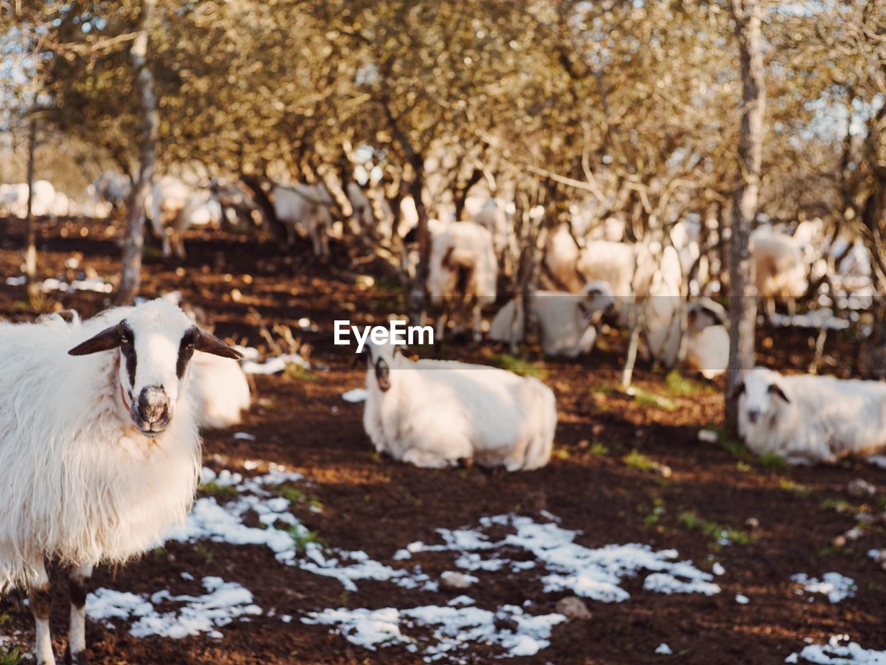 Portrait of sheep on landscape