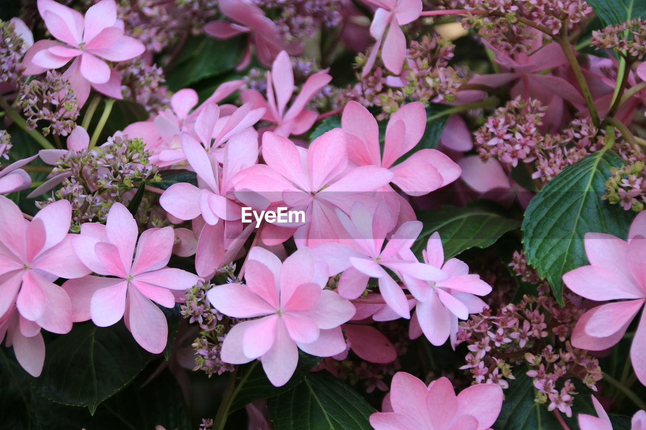 HIGH ANGLE VIEW OF PINK FLOWERING PLANT