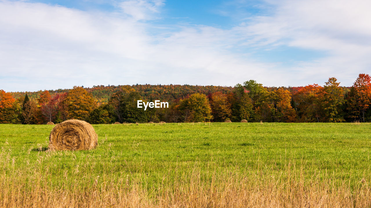 Hay bales on field with fall colors against sky