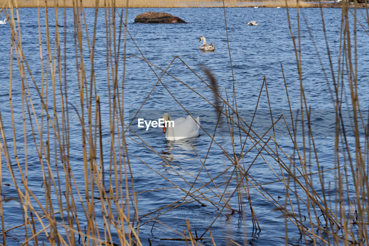 A swan floats on the water with dry grass in the foreground.