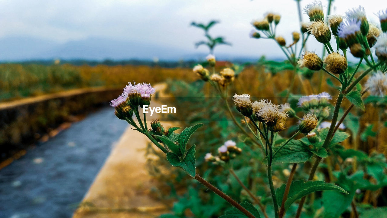 Close-up of flowering plant on field