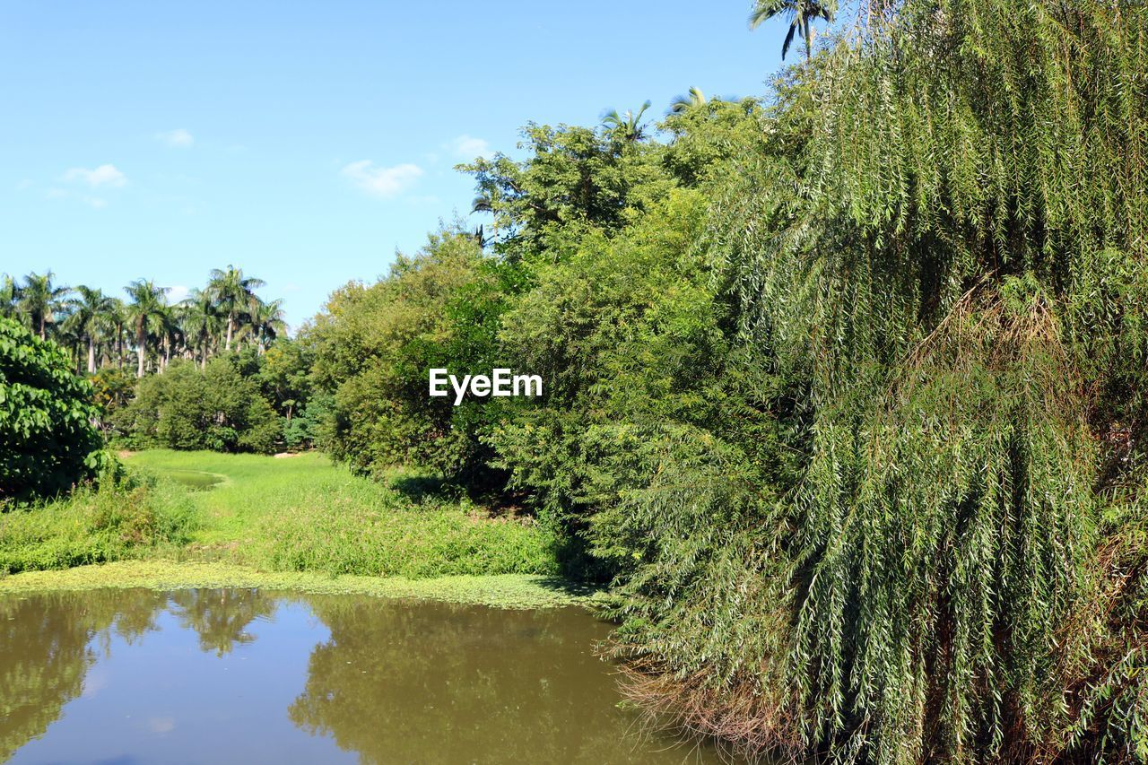 SCENIC VIEW OF LAKE IN FOREST