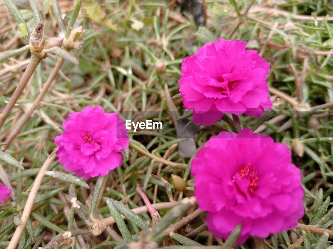 CLOSE-UP OF PINK FLOWERS