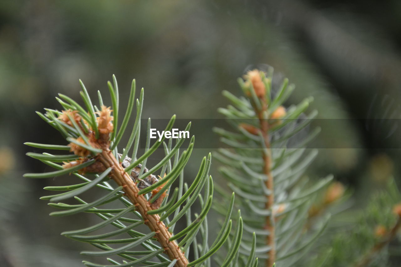 CLOSE-UP OF PLANT