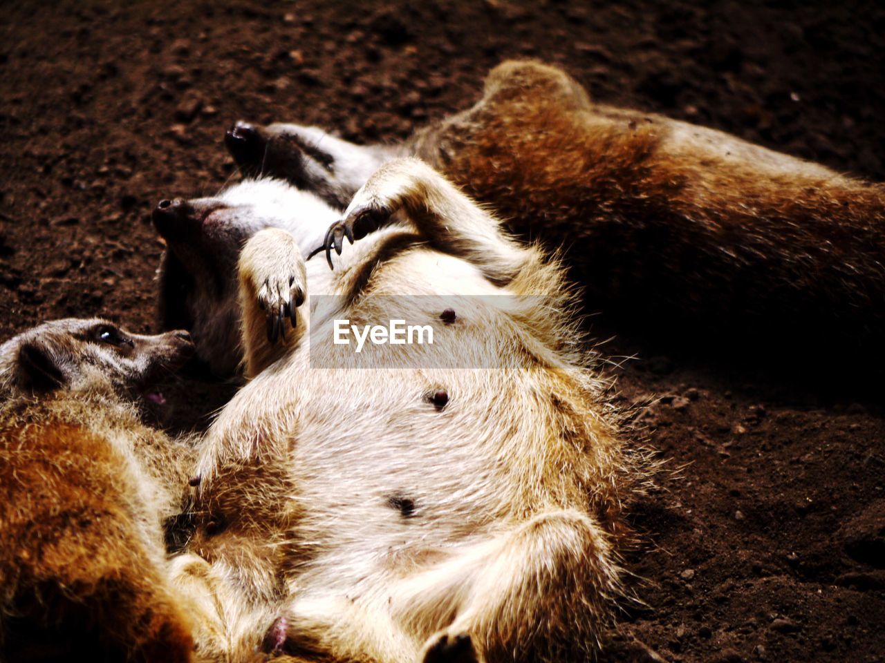 Close-up of  meerkats at rest - mother and two babies