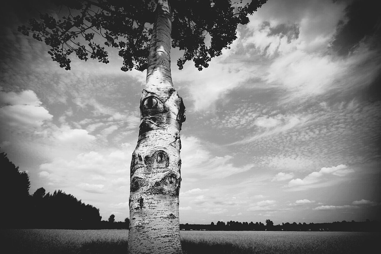 VIEW OF TREES AGAINST SKY