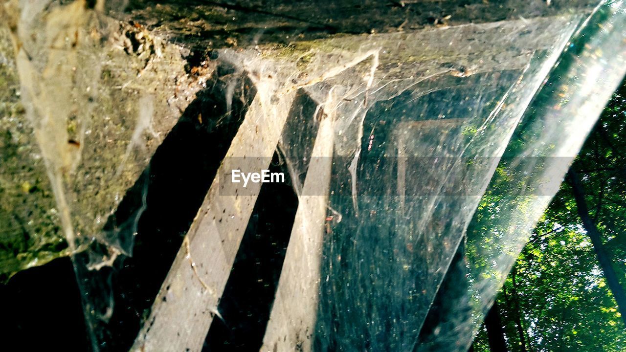 PLANTS GROWING ON TREE TRUNK