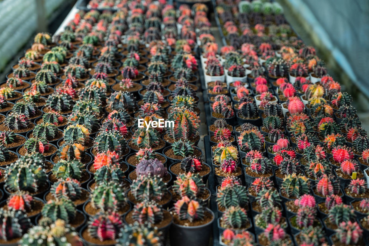 full frame shot of colorful flowers