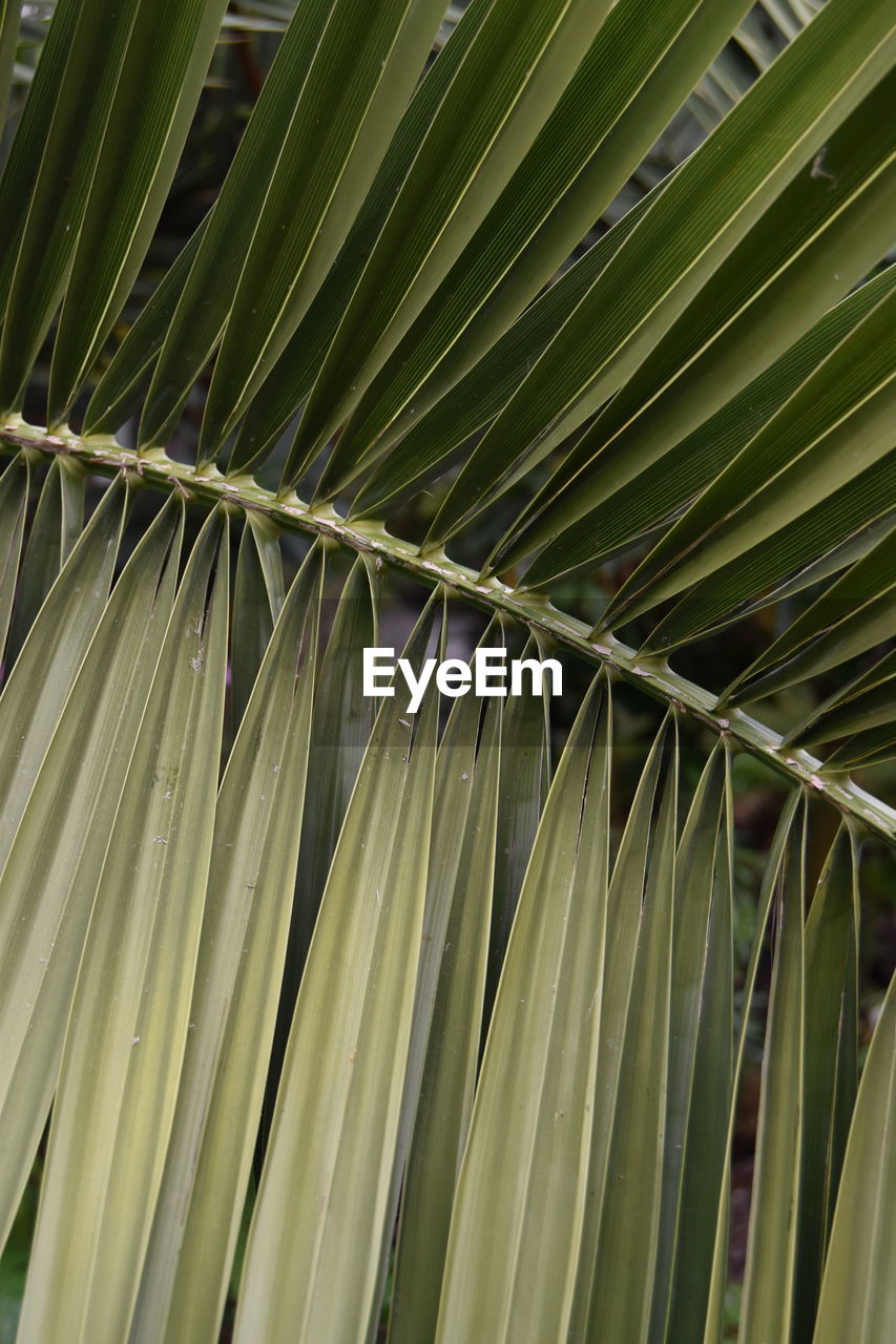 leaf, palm tree, palm leaf, plant, green, plant part, tree, tropical climate, growth, nature, no people, backgrounds, beauty in nature, close-up, full frame, flower, plant stem, pattern, frond, saw palmetto, outdoors, botany, day, branch, grass, environment, freshness