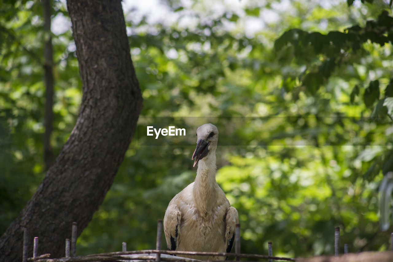 Bird perching on a tree