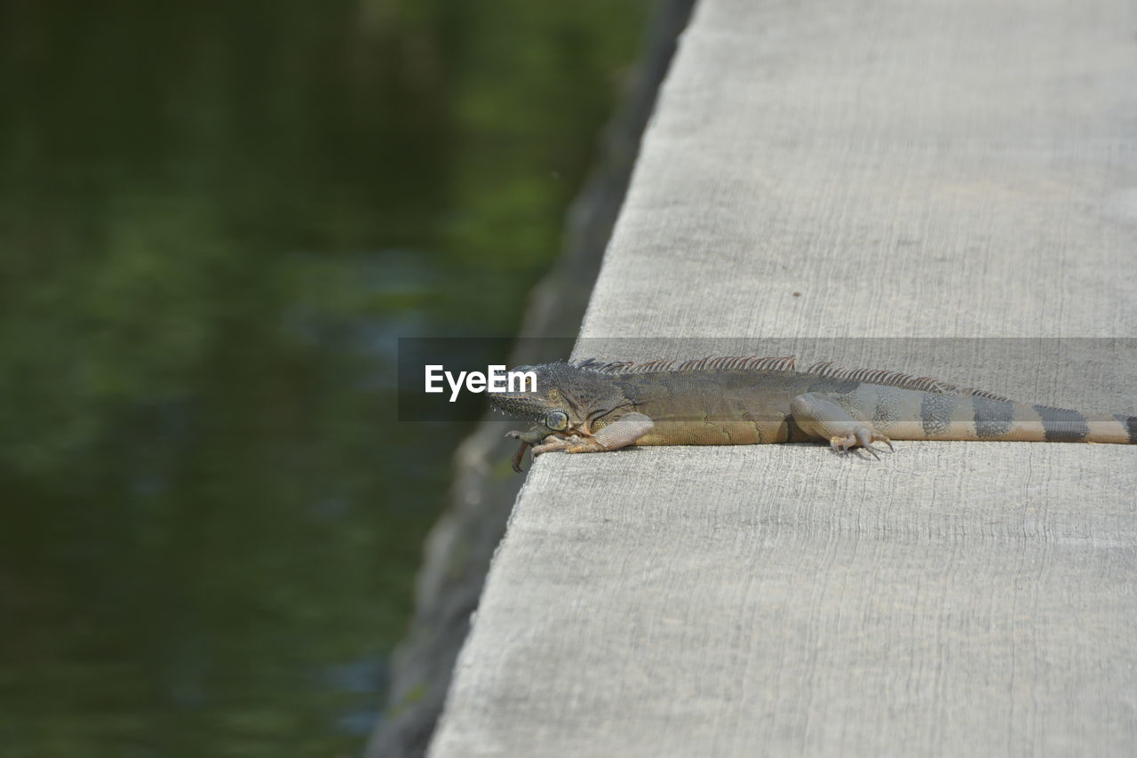 Close-up of lizard on tree