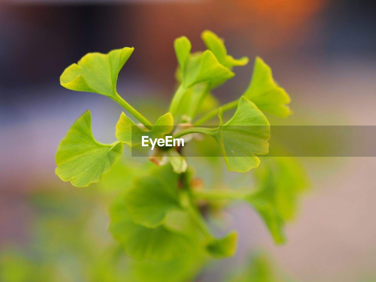 Close-up of green leaves against blurred background