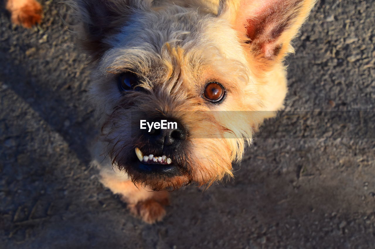 Close-up portrait of dog with overbite looking from face to face