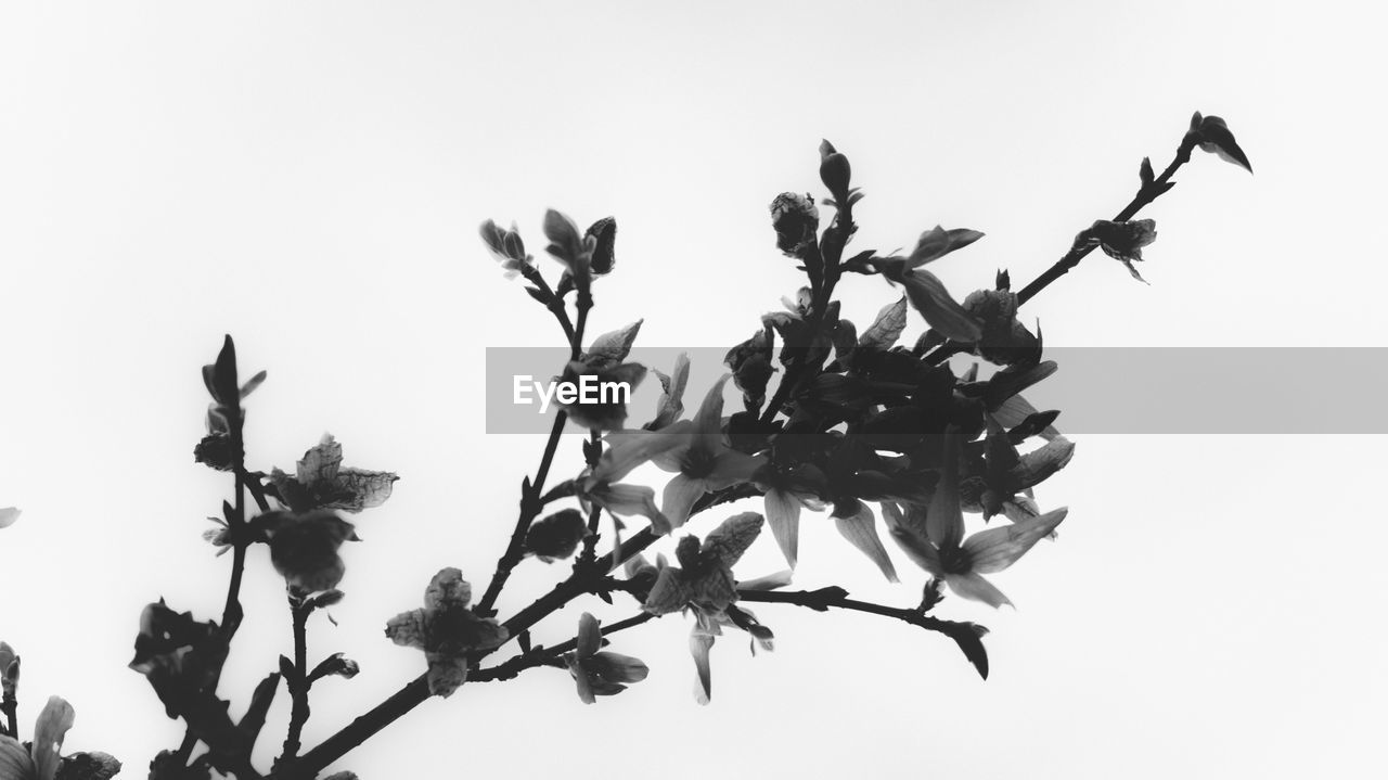 LOW ANGLE VIEW OF PLANTS AGAINST CLEAR SKY