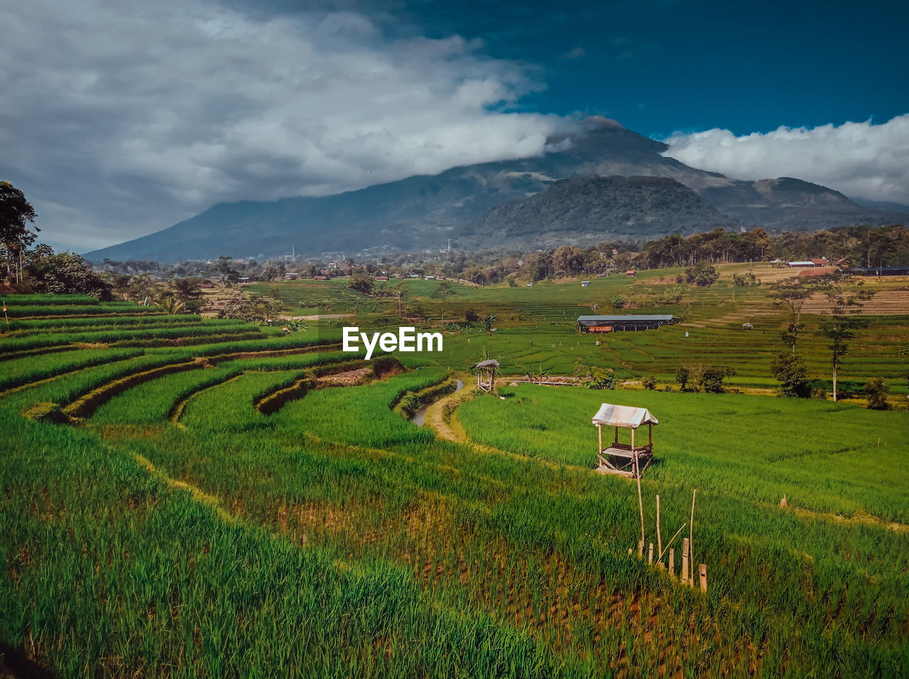 Scenic view of agricultural field against sky